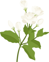 jasmine flower hand drawn illustration. png