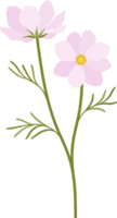 Pink cosmos flower hand drawn illustration. png