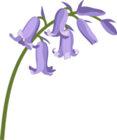 Bluebell flower hand drawn illustration. png