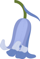 Bluebell flower hand drawn illustration. png