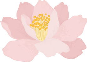 ilustración de dibujado a mano de flor de camelia rosa. png
