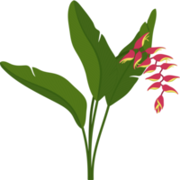 röd heliconia blomma handritad illustration. png