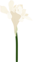 illustrazione disegnata a mano del fiore dello zenzero della torcia bianca. png