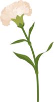 illustrazione disegnata a mano del fiore del garofano bianco. png