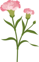 illustrazione disegnata a mano del fiore del garofano rosa. png