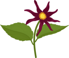 mörkrosa dahlia blomma handritad illustration. png