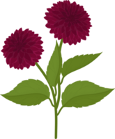 Dark pink dahlia flower hand drawn illustration. png