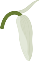 blåklocka blomma handritad illustration. png