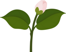 roze camellia bloem hand getekende illustratie. png