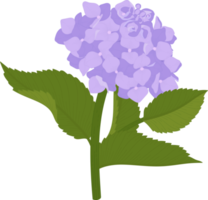 ilustração de flor de hortênsia roxa. png