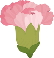 illustrazione disegnata a mano del fiore del garofano rosa. png