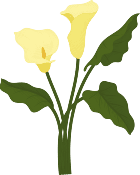 gul calla lilja blomma handritad illustration. png