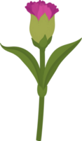 illustration dessinée à la main de fleur d'oeillet pourpre. png