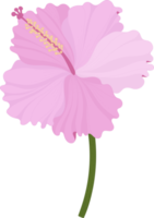 ilustración de dibujado a mano de flor de hibisco rosa. png