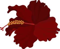 rote hibiskusblüte handgezeichnete illustration. png