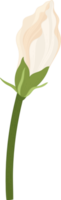 witte hibiscus bloem hand getekende illustratie. png