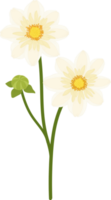 White dahlia flower hand drawn illustration. png