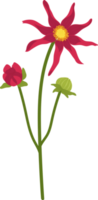 ilustração de mão desenhada flor dália vermelha. png