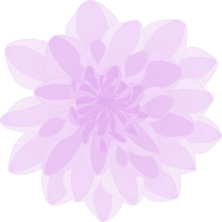 paarse dahlia bloem hand getekende illustratie. png