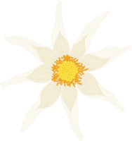 ilustración de dibujado a mano de flor de dalia blanca. png