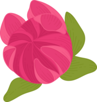 roze dahlia bloem hand getekende illustratie. png
