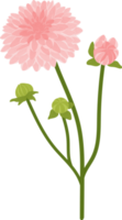 rosa dahlia blomma handritad illustration. png