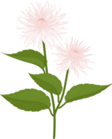 illustrazione disegnata a mano del fiore della dalia bianca. png