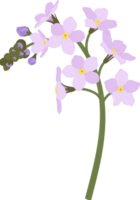 Pink forget me not flower hand drawn illustration. png