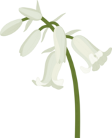 Bluebell flower hand drawn illustration. png