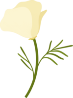 ilustración de dibujado a mano de flor de amapola de california blanca. png