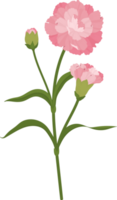 pink carnation flower hand drawn illustration. png