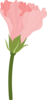 illustrazione disegnata a mano del fiore di ibisco rosa. png