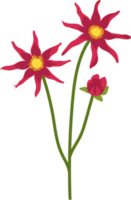 illustration dessinée à la main de fleur de dahlia rouge. png