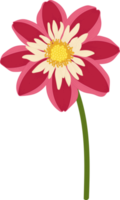 Red dahlia flower hand drawn illustration. png