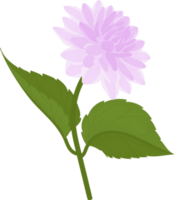 Purple dahlia flower hand drawn illustration. png