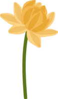 Yellow dahlia flower hand drawn illustration. png