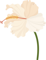 White Hibiscus flower hand drawn illustration. png