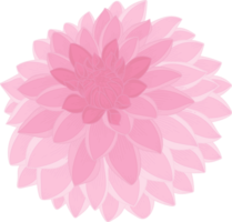 Pink dahlia flower hand drawn illustration. png