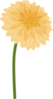 Yellow dahlia flower hand drawn illustration. png