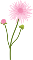 illustrazione disegnata a mano del fiore della dalia rosa. png