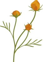 ilustración de dibujado a mano de flor de cosmos naranja. png