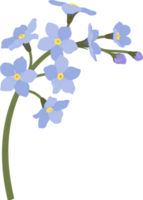 illustrazione disegnata a mano del fiore blu non ti scordar di me. png