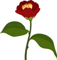 Red camellia flower hand drawn illustration. png