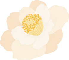 White camellia flower hand drawn illustration. png