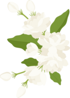 Bouquet of jasmine flower illustration. png