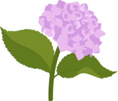 ilustración de flor de hortensia rosa. png