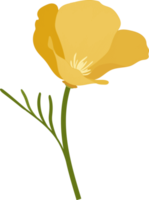 Yellow california poppy flower hand drawn illustration. png