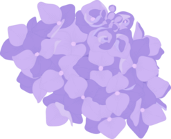 lila hortensia blomma illustration. png