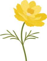 ilustração desenhada à mão da flor do cosmos amarelo. png