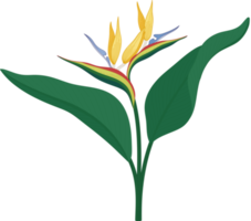 Bird of paradise flower hand drawn illustration. png